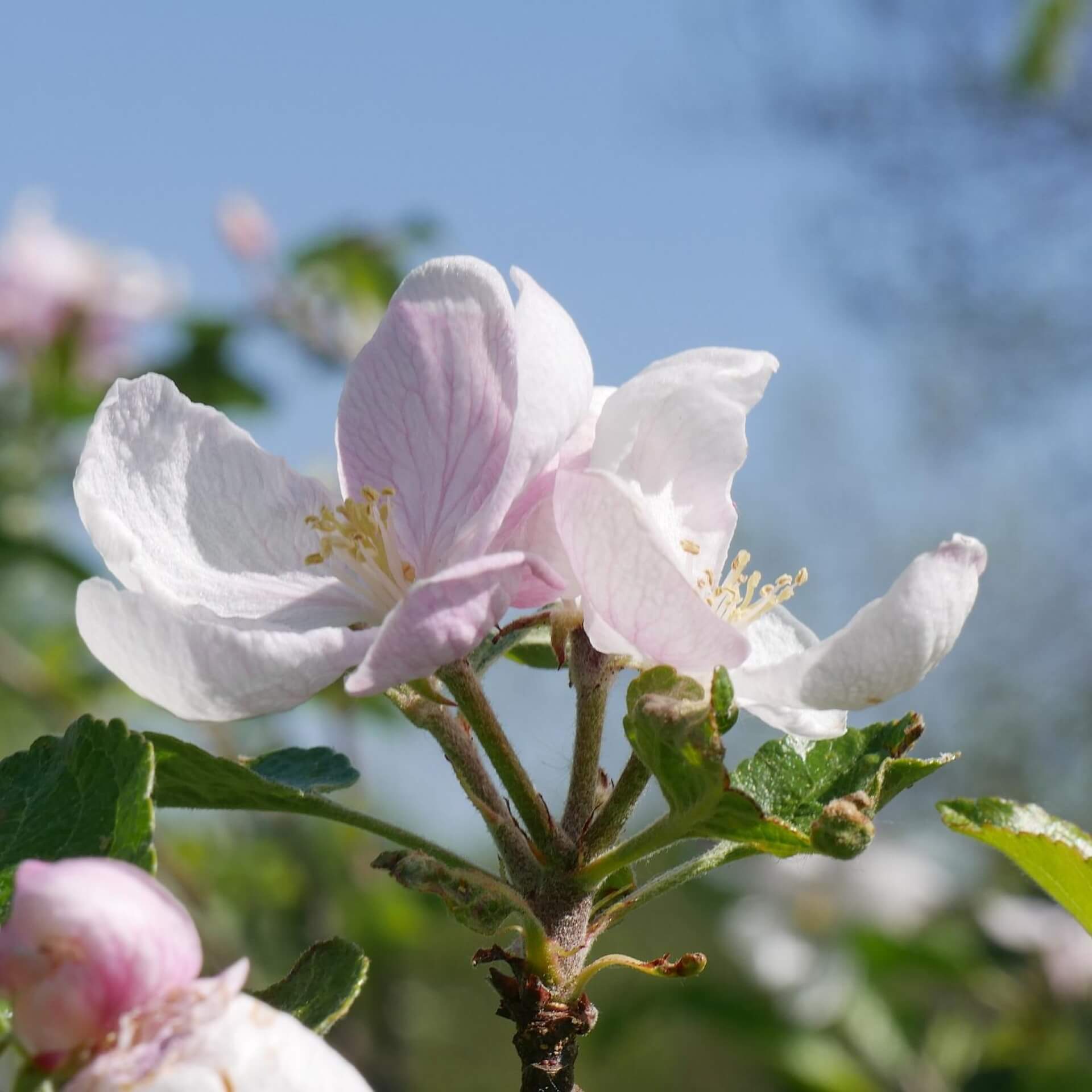 Herbstapfel 'Elstar' (Malus domestica 'Elstar')