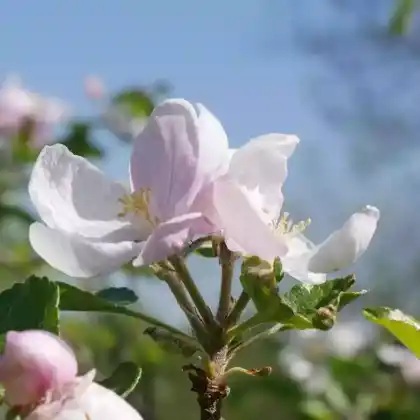 Foto von Herbstapfel 'Elstar' (Malus domestica 'Elstar')