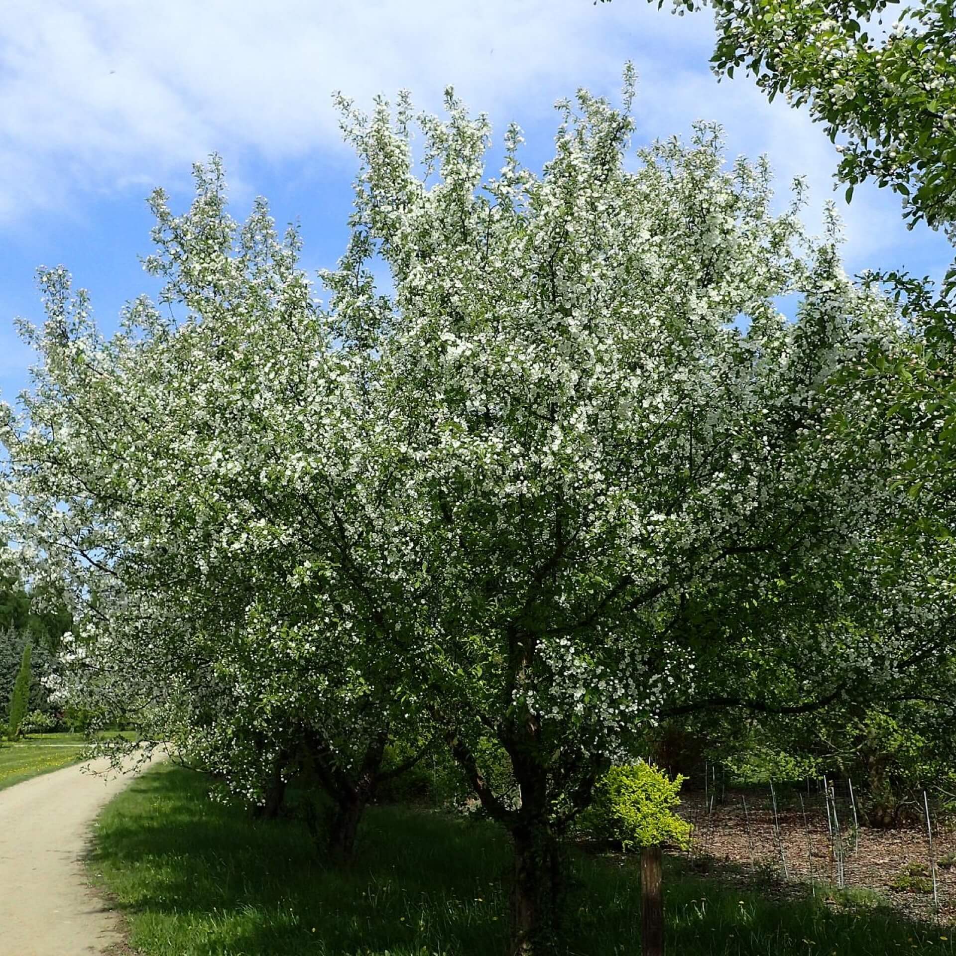 Japanischer Wildapfel (Malus floribunda)