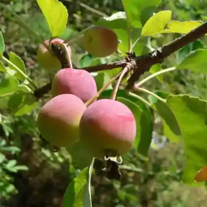Foto von Pflaumenblättriger Zierapfel (Malus prunifolia)