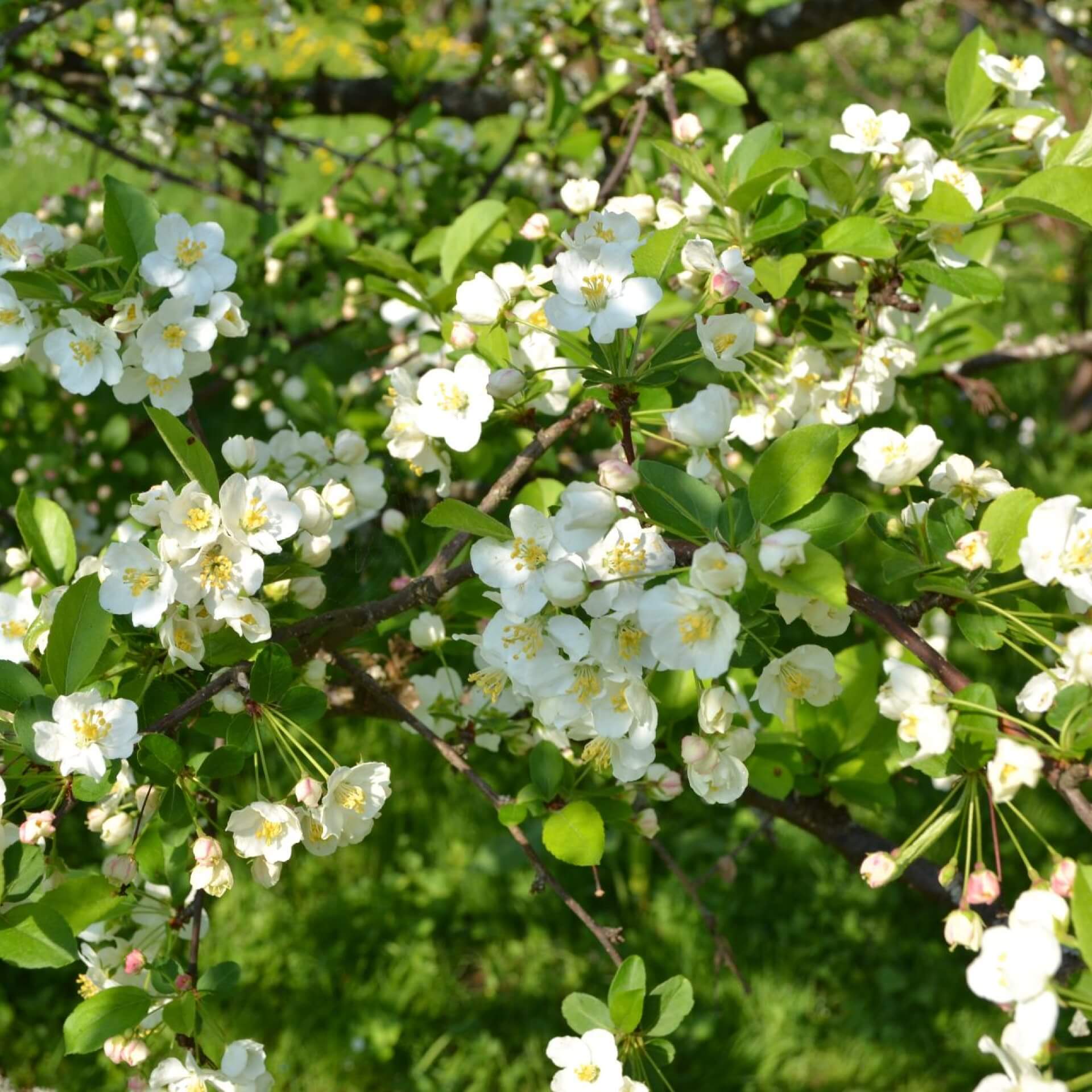 Sargents Apfel (Malus sargentii)