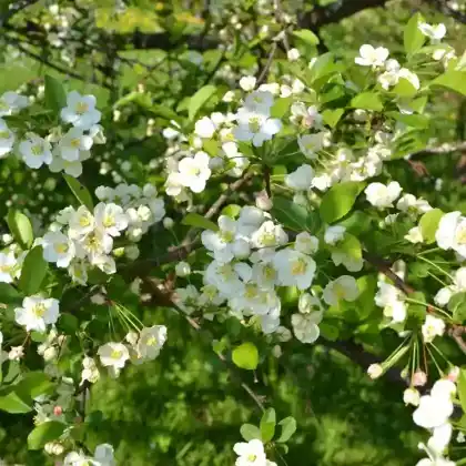 Foto von Sargents Apfel (Malus sargentii)