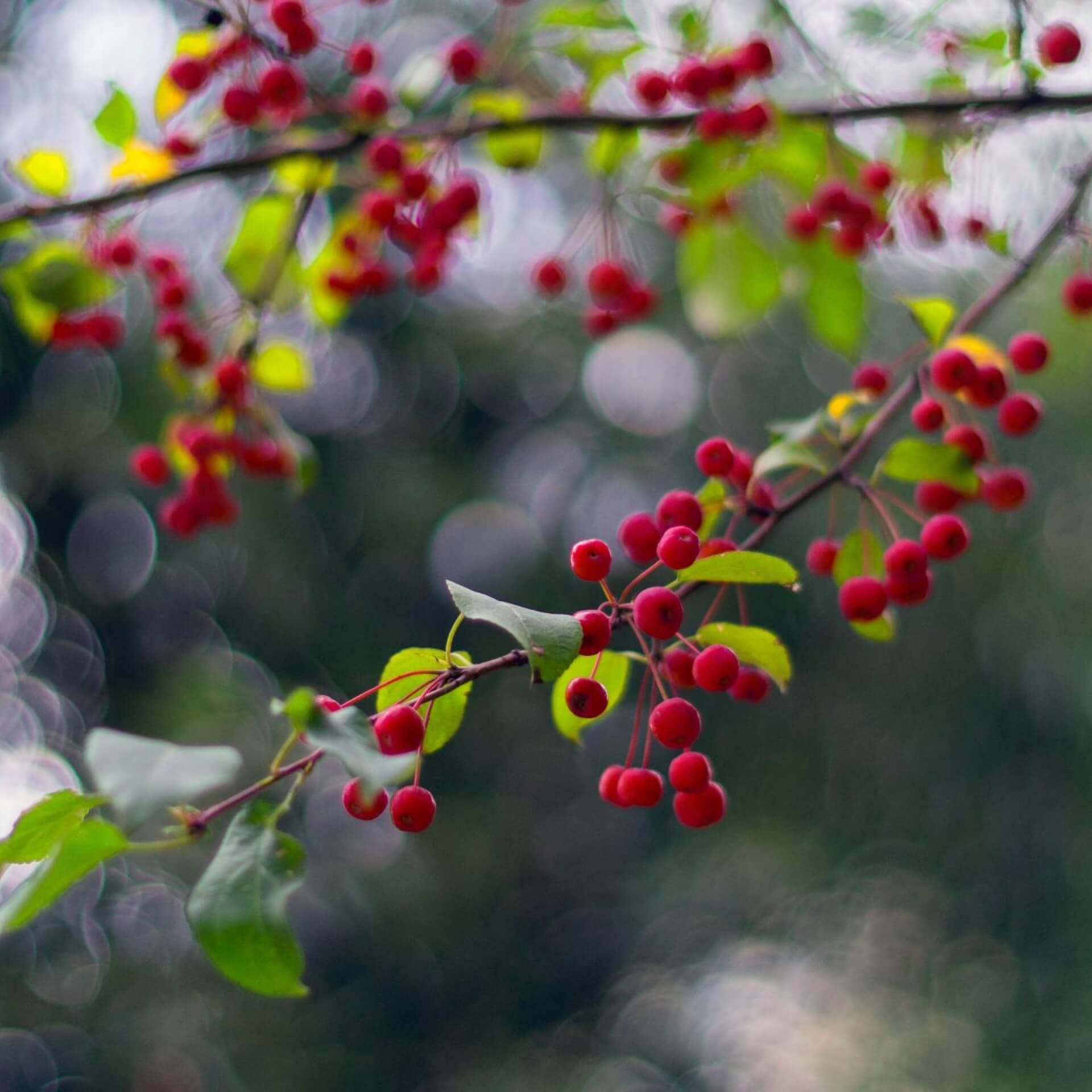 Kirschapfel (Malus sibirica)