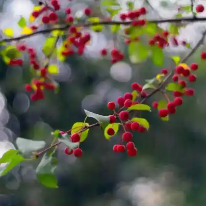 Foto von Kirschapfel (Malus sibirica)