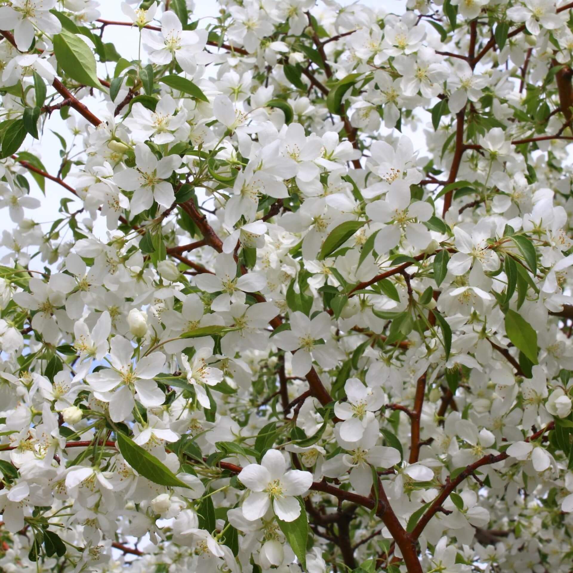 Siebolds Apfel (Malus sieboldii)