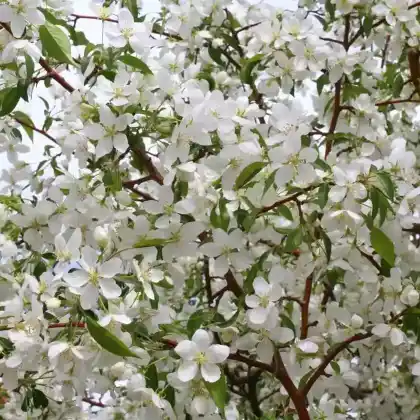 Foto von Siebolds Apfel (Malus sieboldii)