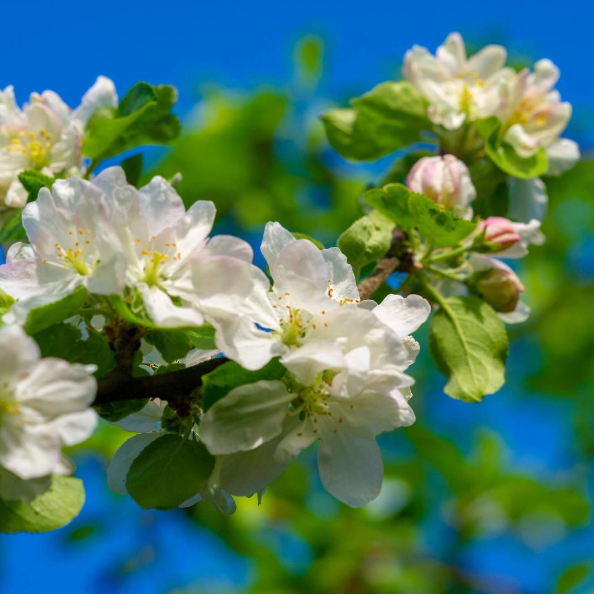 Asiatischer Wildapfel (Malus sieversii)