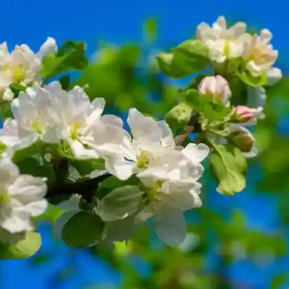 Foto von Asiatischer Wildapfel (Malus sieversii)