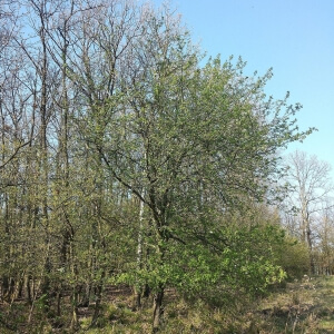 Malus sylvestris
