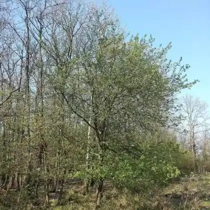 Foto von Wildapfel (Malus sylvestris)
