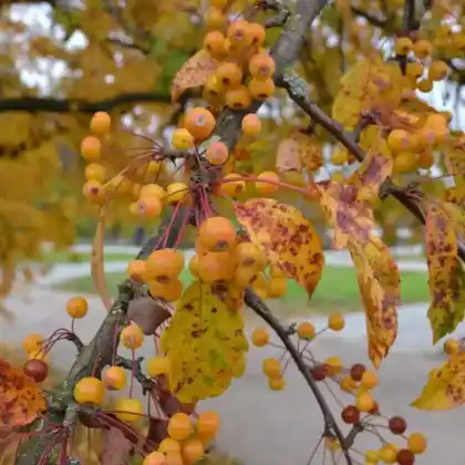 Foto von Toringo-Apfel (Malus toringo)