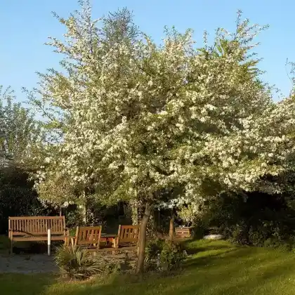 Foto von Kleinfruchtiger Zierapfel (Malus toringo var. sargentii)