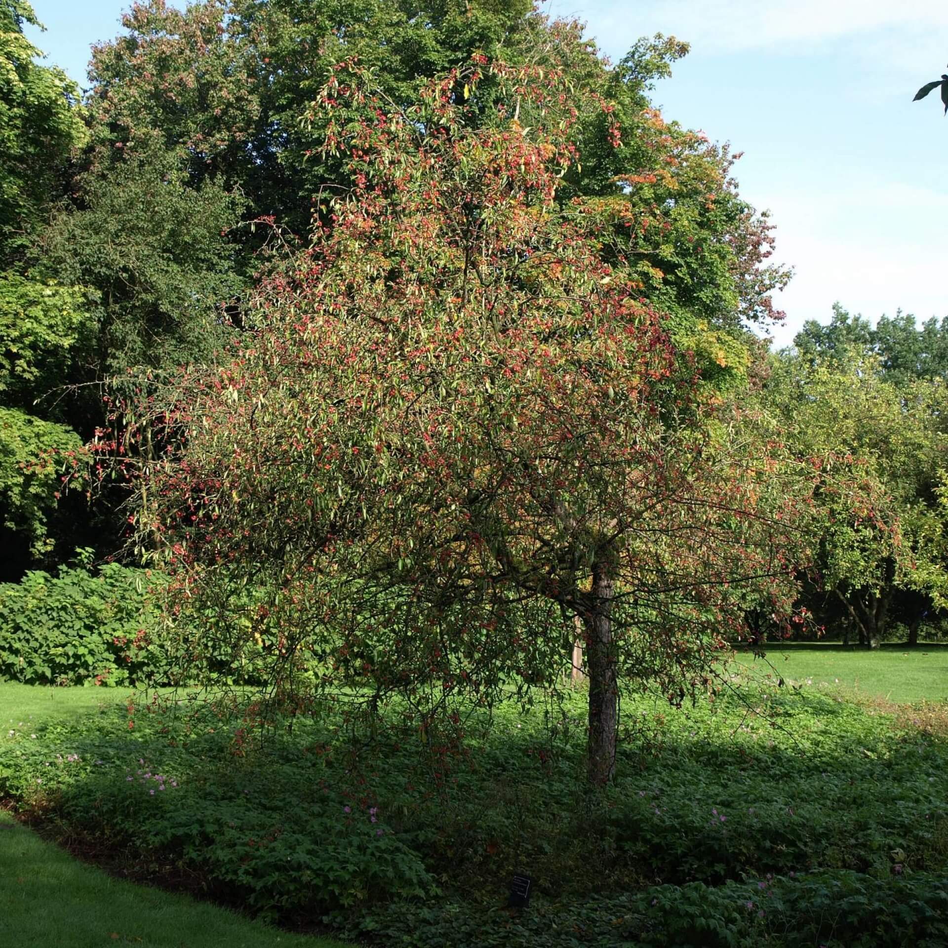 Chinesischer Apfel (Malus toringoides)