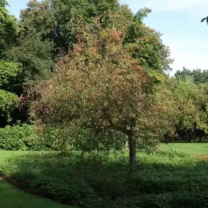 Foto von Chinesischer Apfel (Malus toringoides)