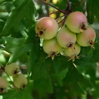 Foto von Dreilappiger Apfel (Malus trilobata)
