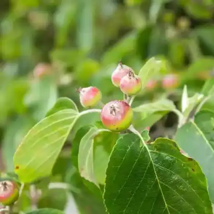 Foto von Wollapfel (Malus tschonoskii)