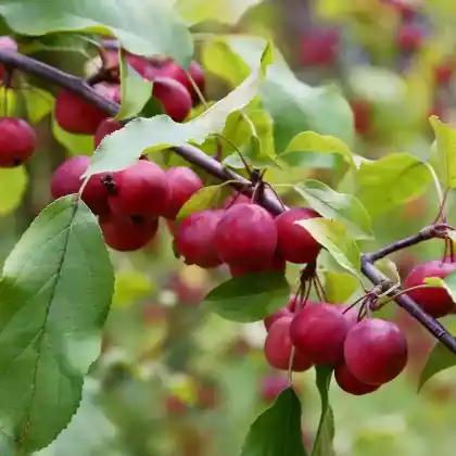 Foto von Purpur-Apfel (Malus x purpurea)