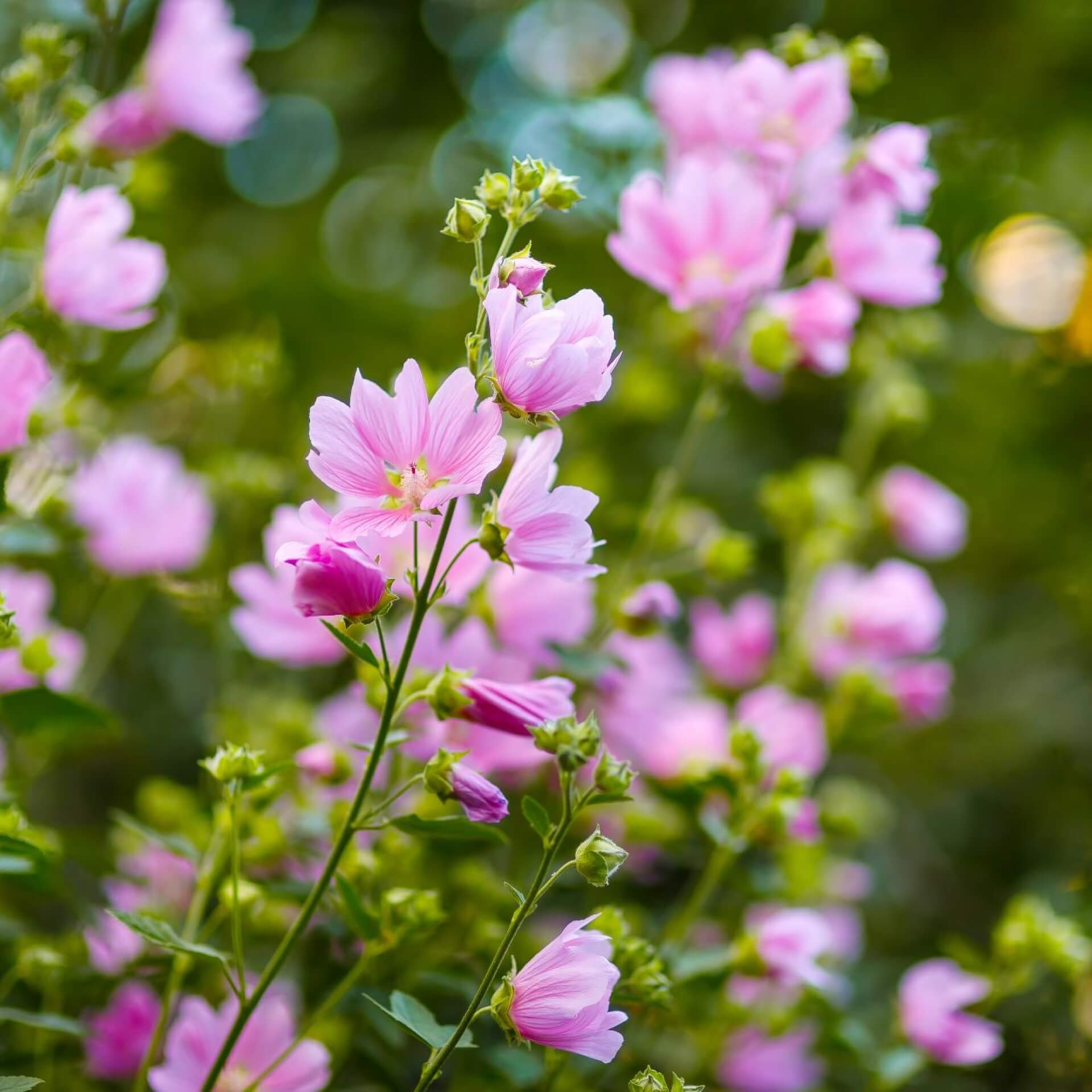 Rosen-Malve (Malva alcea)