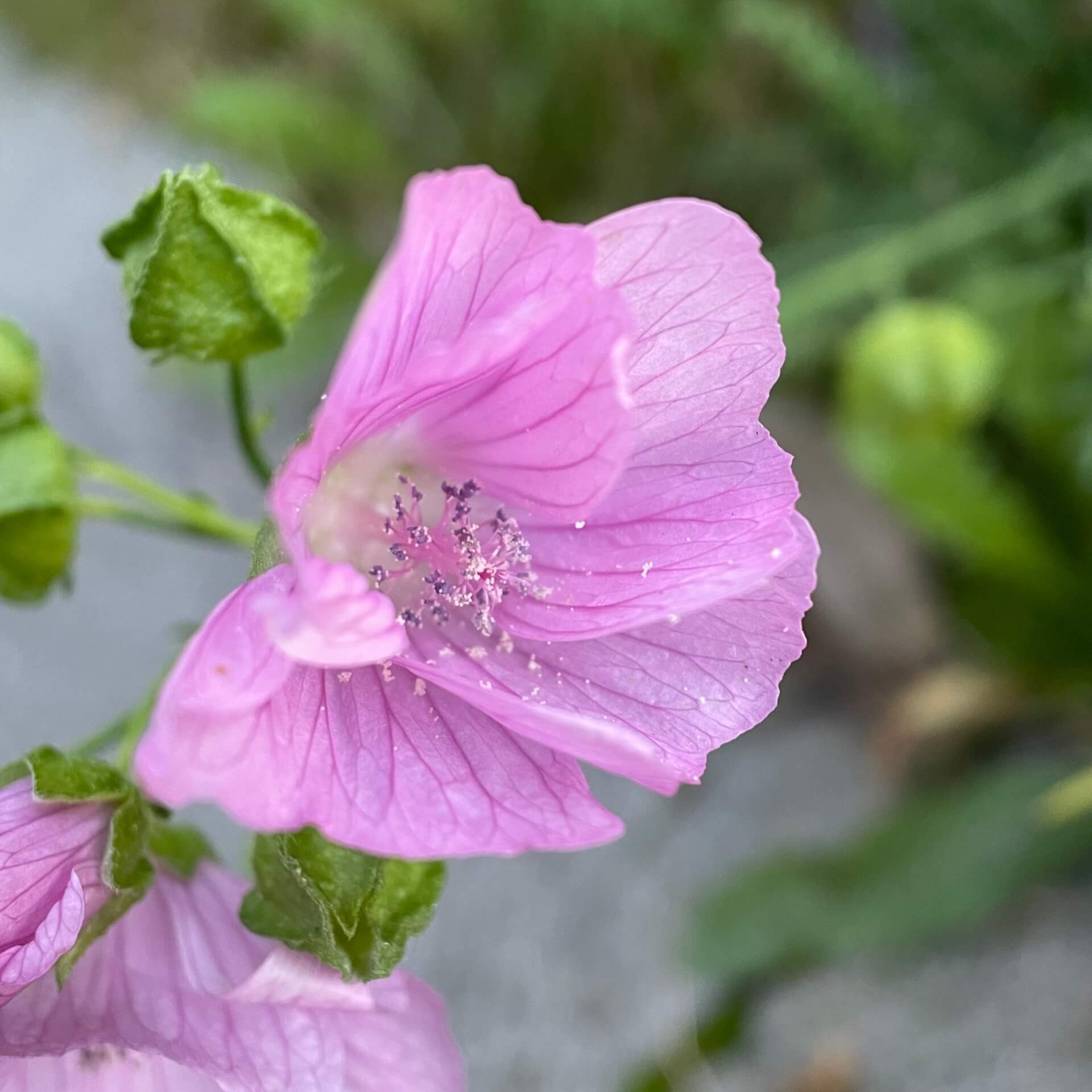 Moschusmalve (Malva moschata)