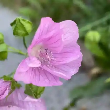 Foto von Moschusmalve (Malva moschata)