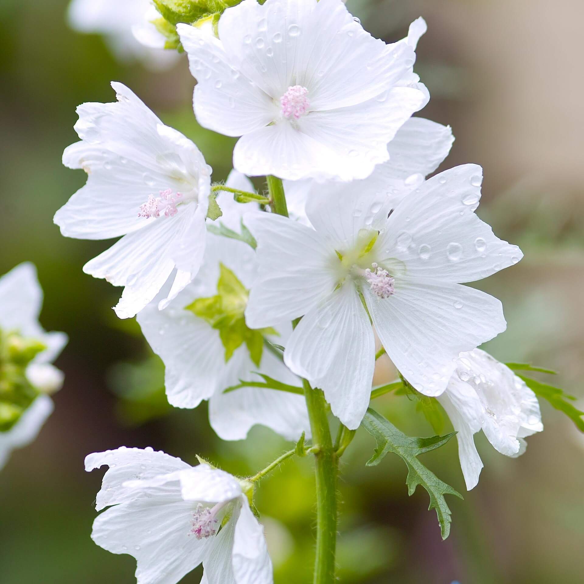 Moschusmalve 'Alba' (Malva moschata 'Alba')