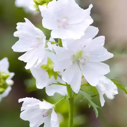 Foto von Moschusmalve 'Alba' (Malva moschata 'Alba')