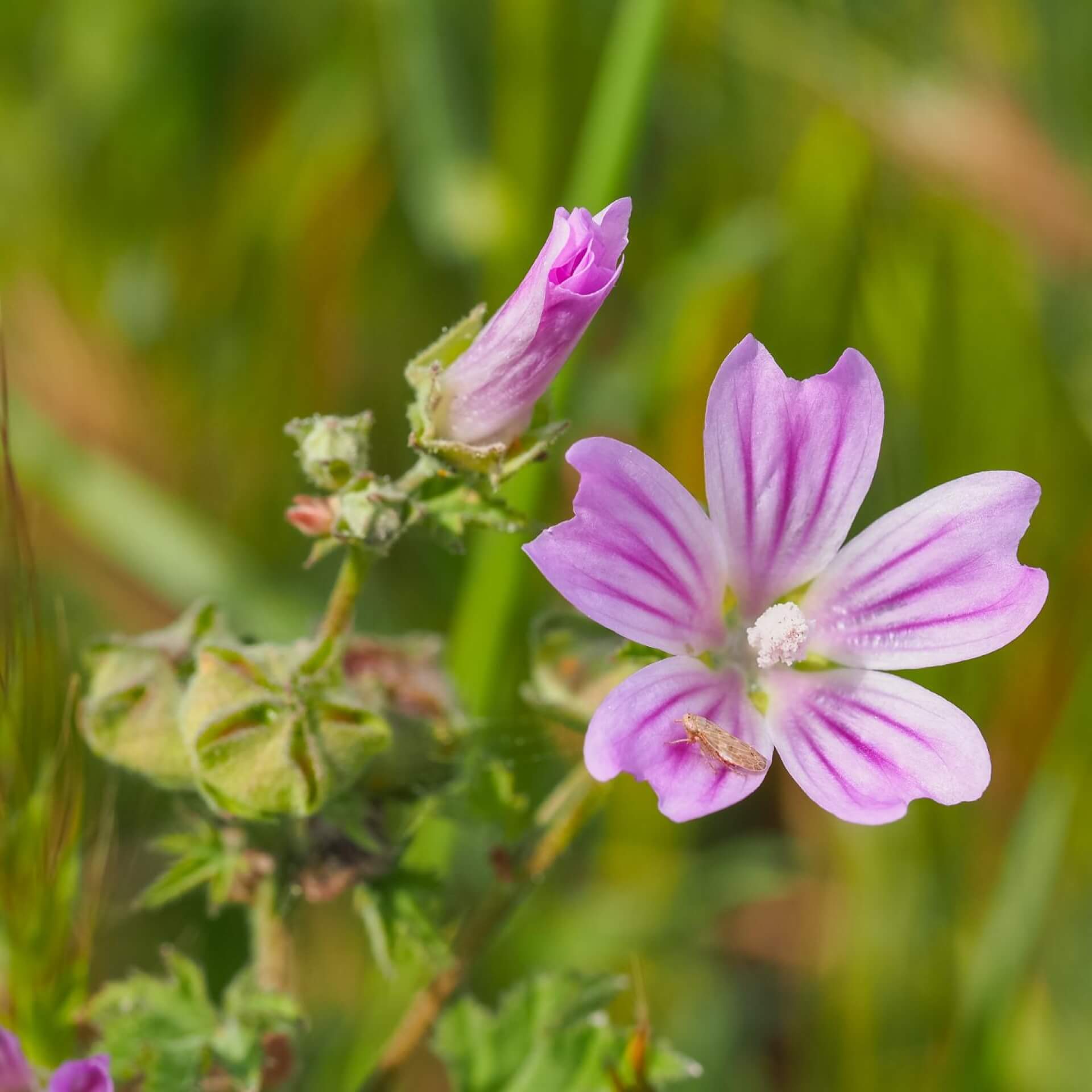 Weg-Malve (Malva neglecta)