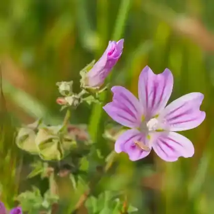 Foto von Weg-Malve (Malva neglecta)