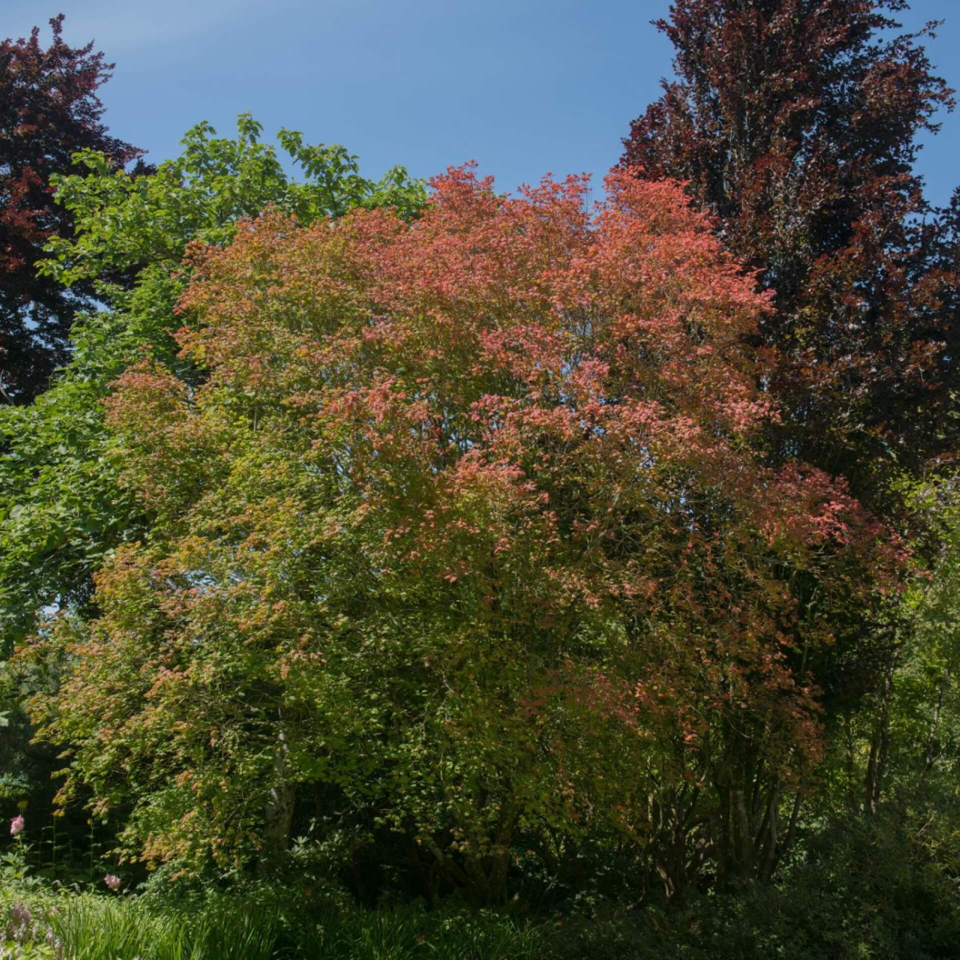 Weinblatt-Ahorn (Acer circinatum)