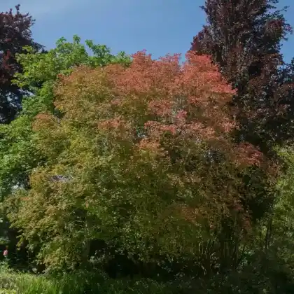 Foto von Weinblatt-Ahorn (Acer circinatum)