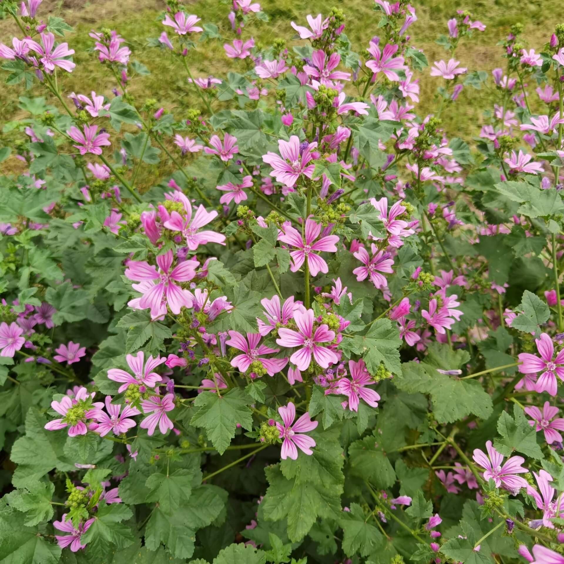 Wilde Malve (Malva sylvestris)