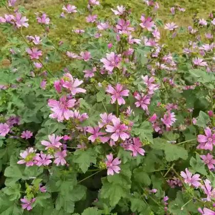 Foto von Wilde Malve (Malva sylvestris)