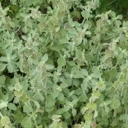 Foto von Gewöhnlicher Andorn (Marrubium vulgare)