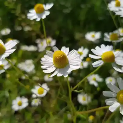 Foto von Echte Kamille (Matricaria chamomilla)