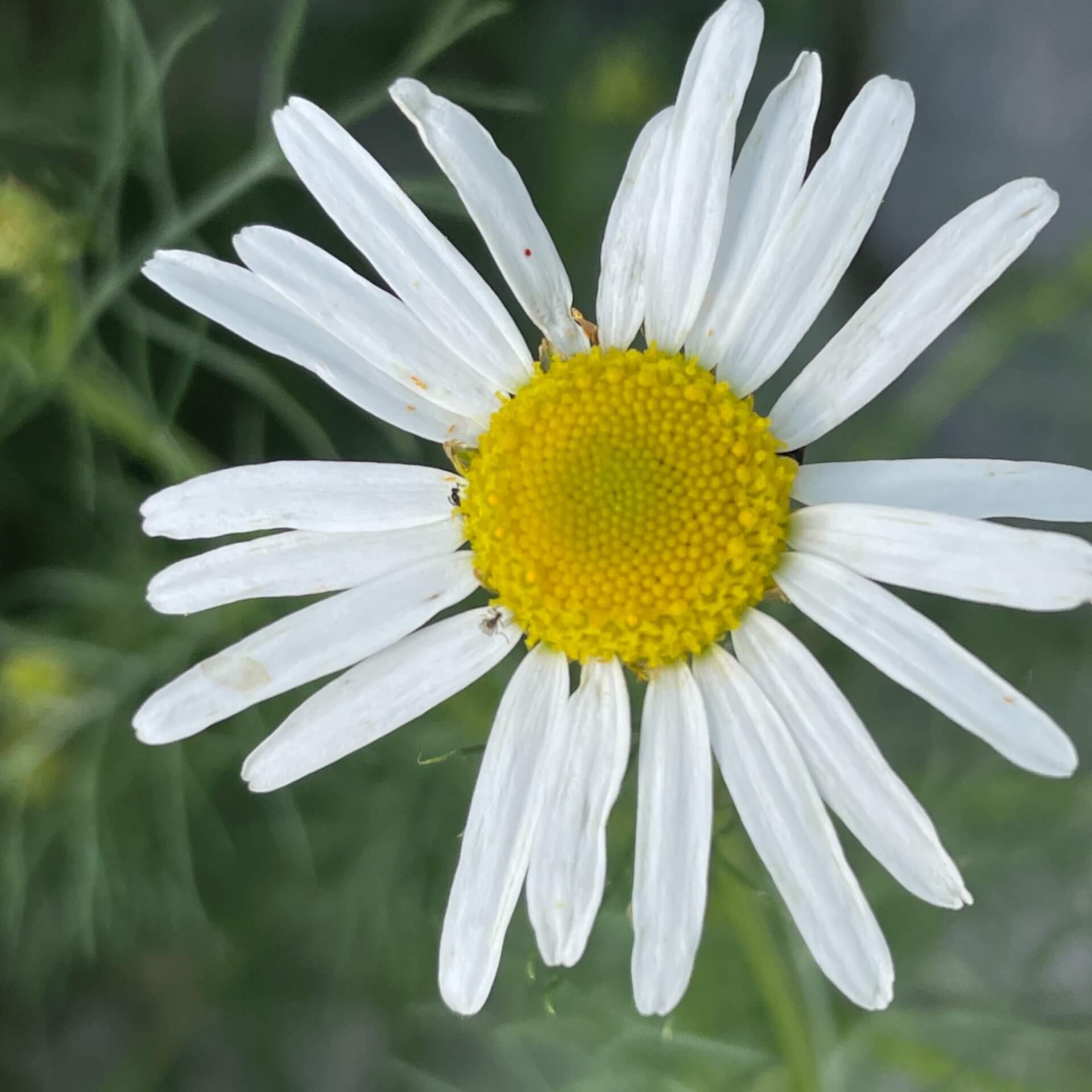 Echte Kamille (Matricaria chamomilla)