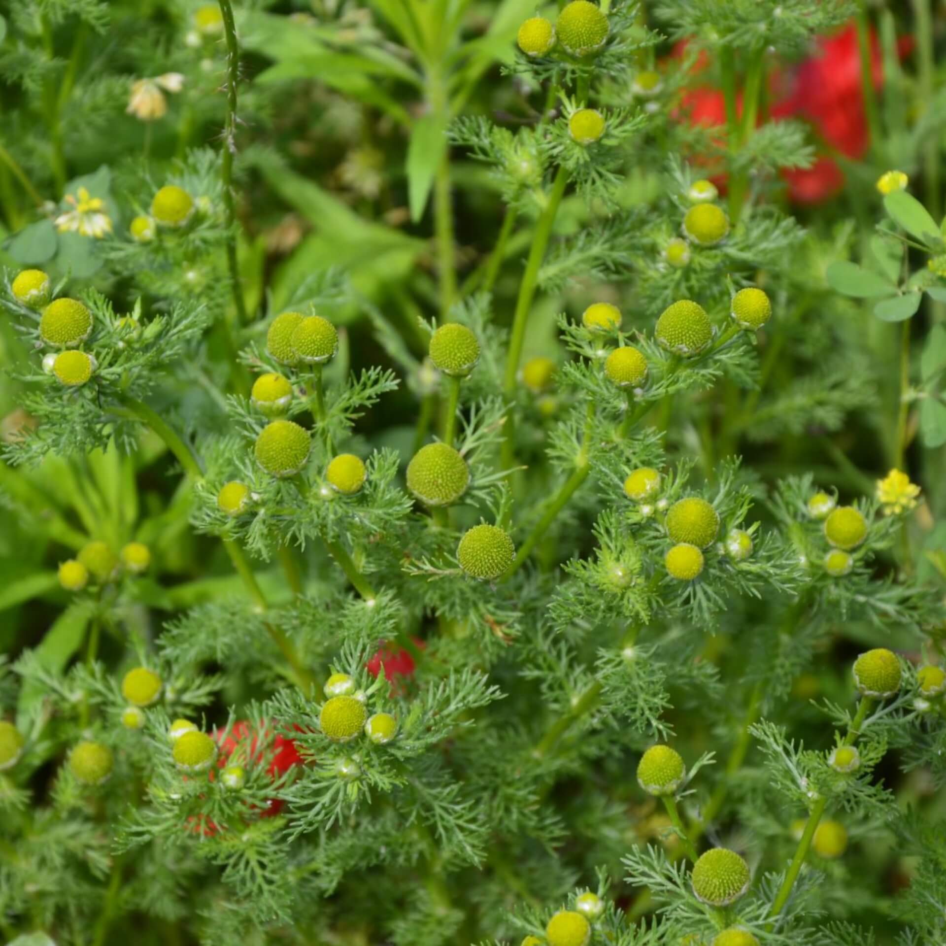 Strahlenlose Kamille (Matricaria discoidea)