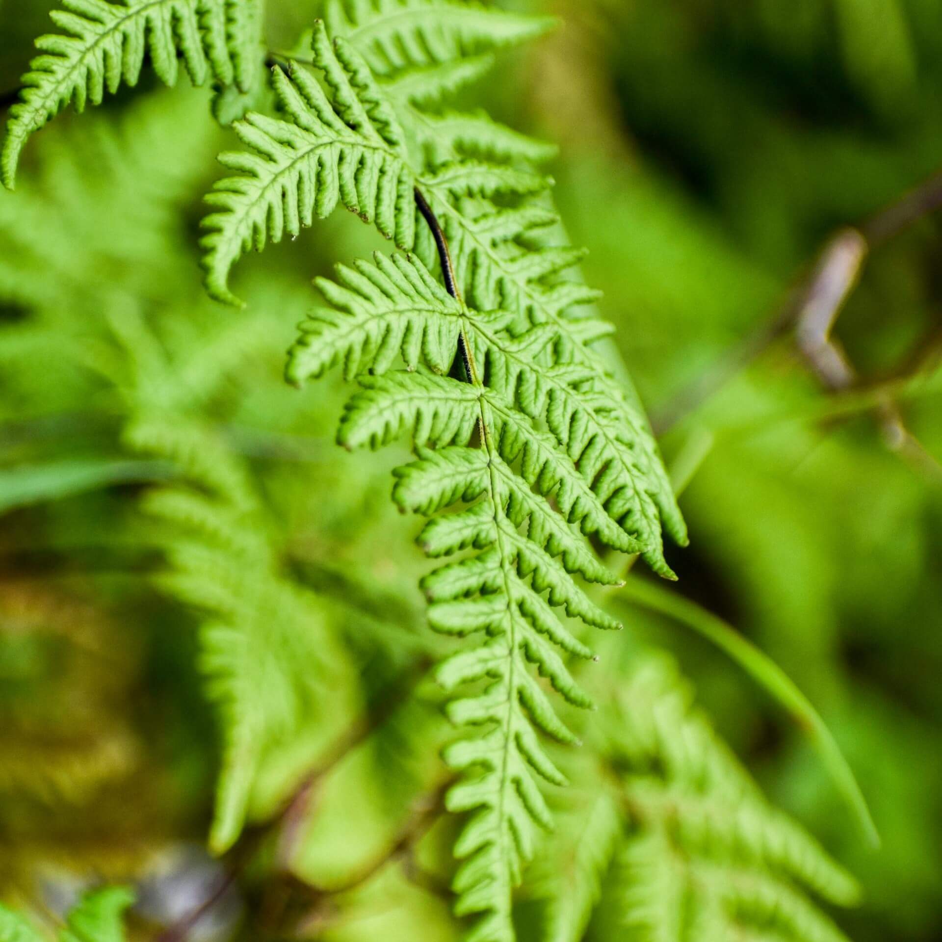 Asiatischer Straußenfarn (Matteuccia orientalis)