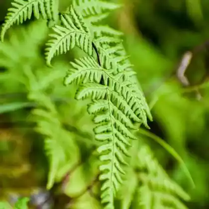 Foto von Asiatischer Straußenfarn (Matteuccia orientalis)