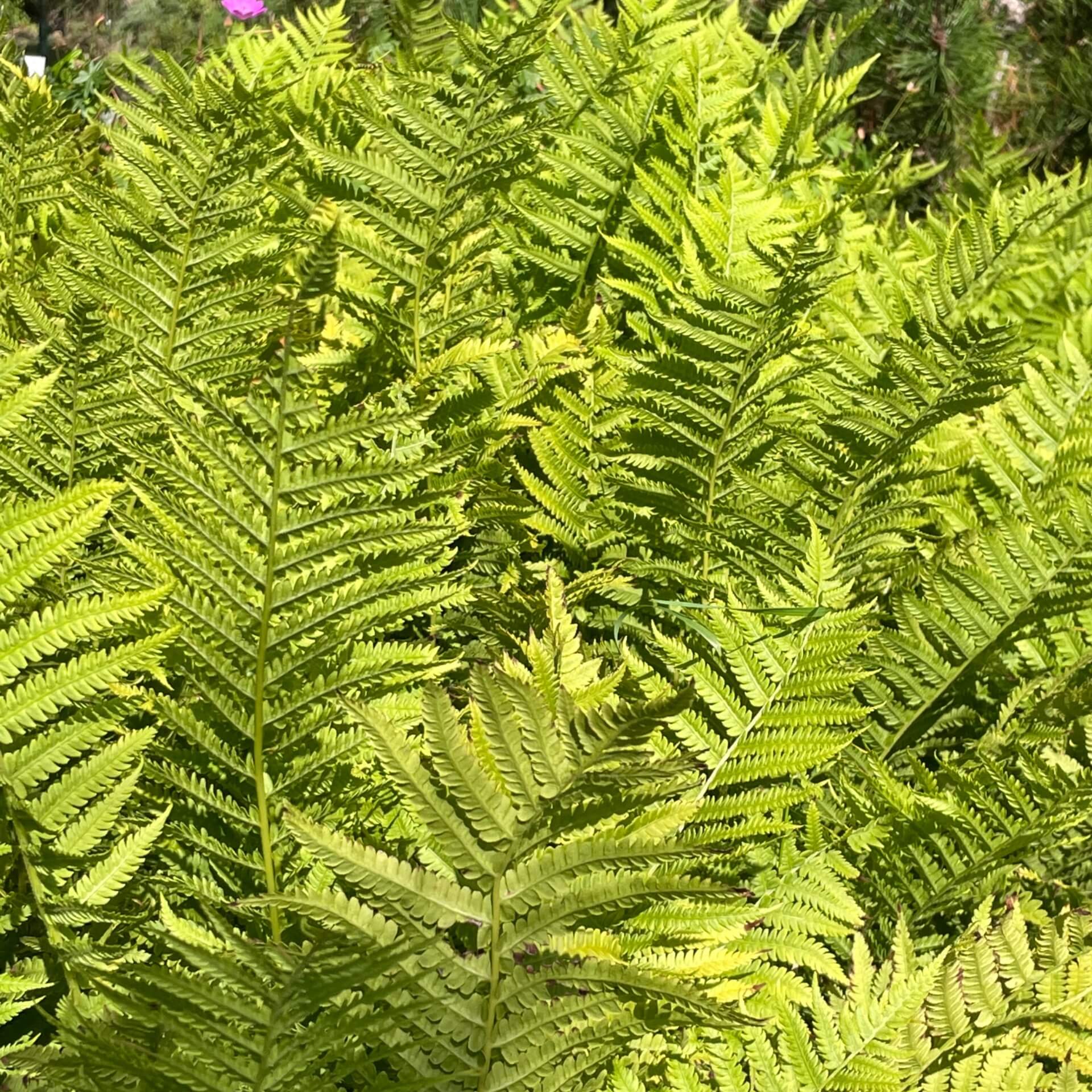 Deutscher Straußenfarn (Matteuccia struthiopteris)