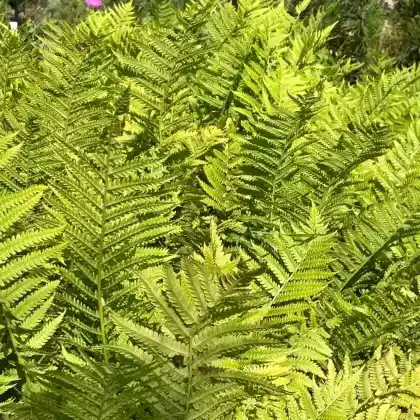 Foto von Deutscher Straußenfarn (Matteuccia struthiopteris)