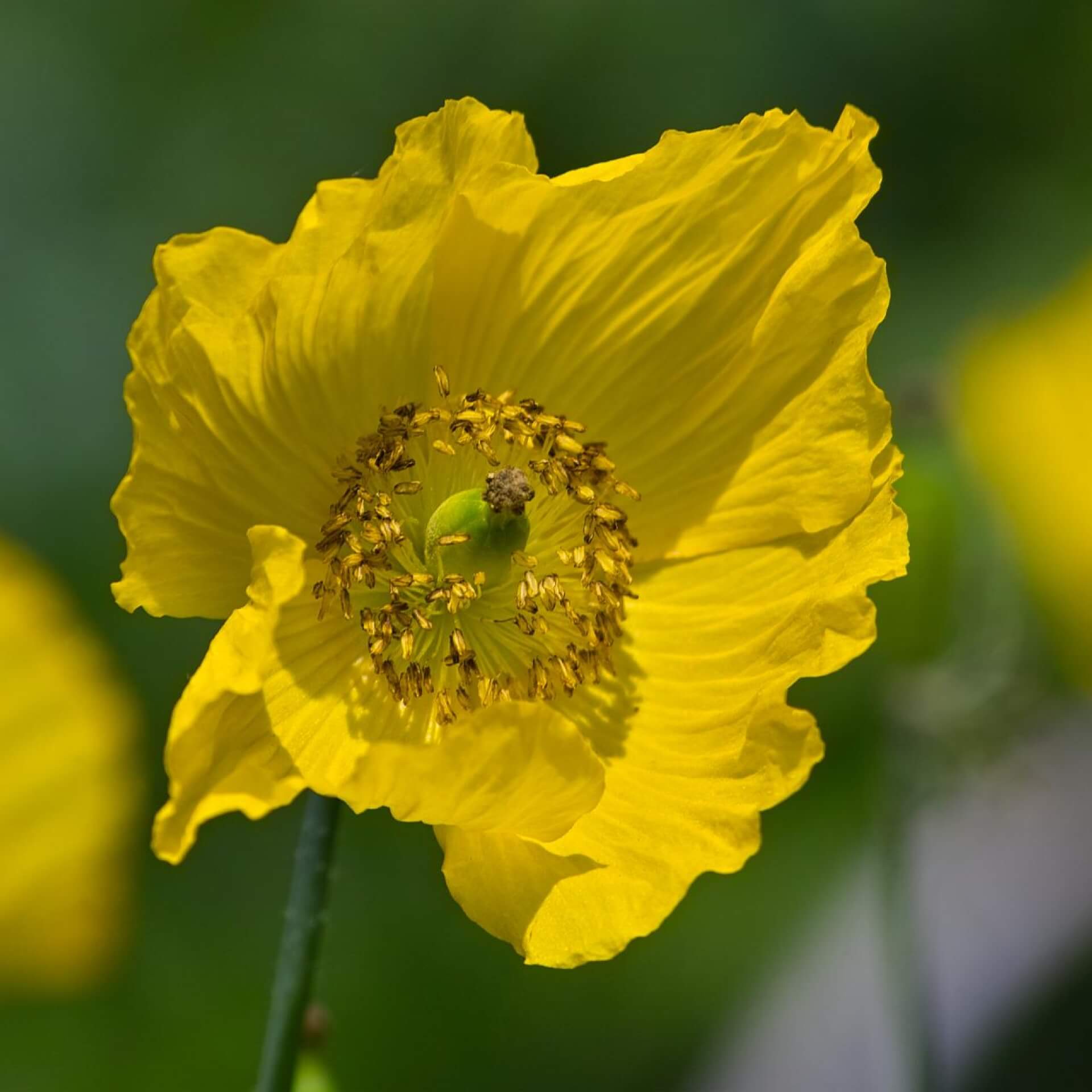 Wald-Scheinmohn (Meconopsis cambrica)