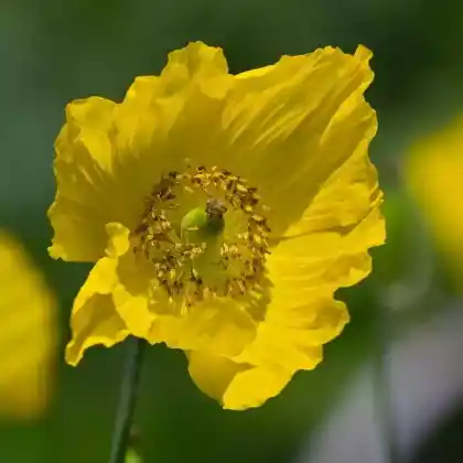 Foto von Wald-Scheinmohn (Meconopsis cambrica)