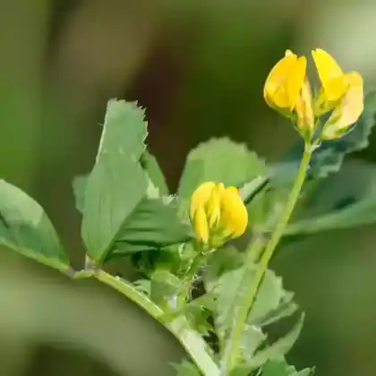 Foto von Arabischer Schneckenklee (Medicago arabica)