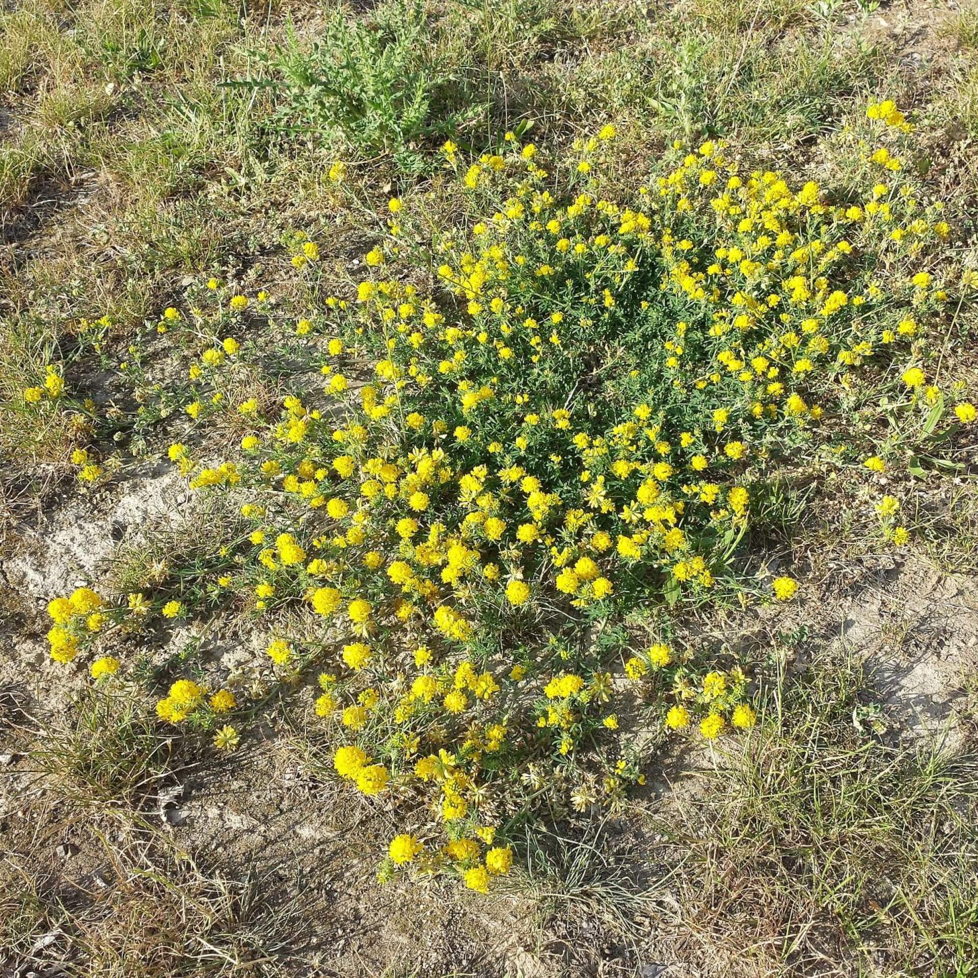 Sichelklee (Medicago falcata)