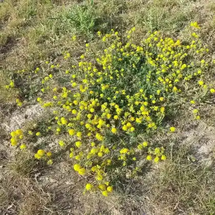 Foto von Sichelklee (Medicago falcata)