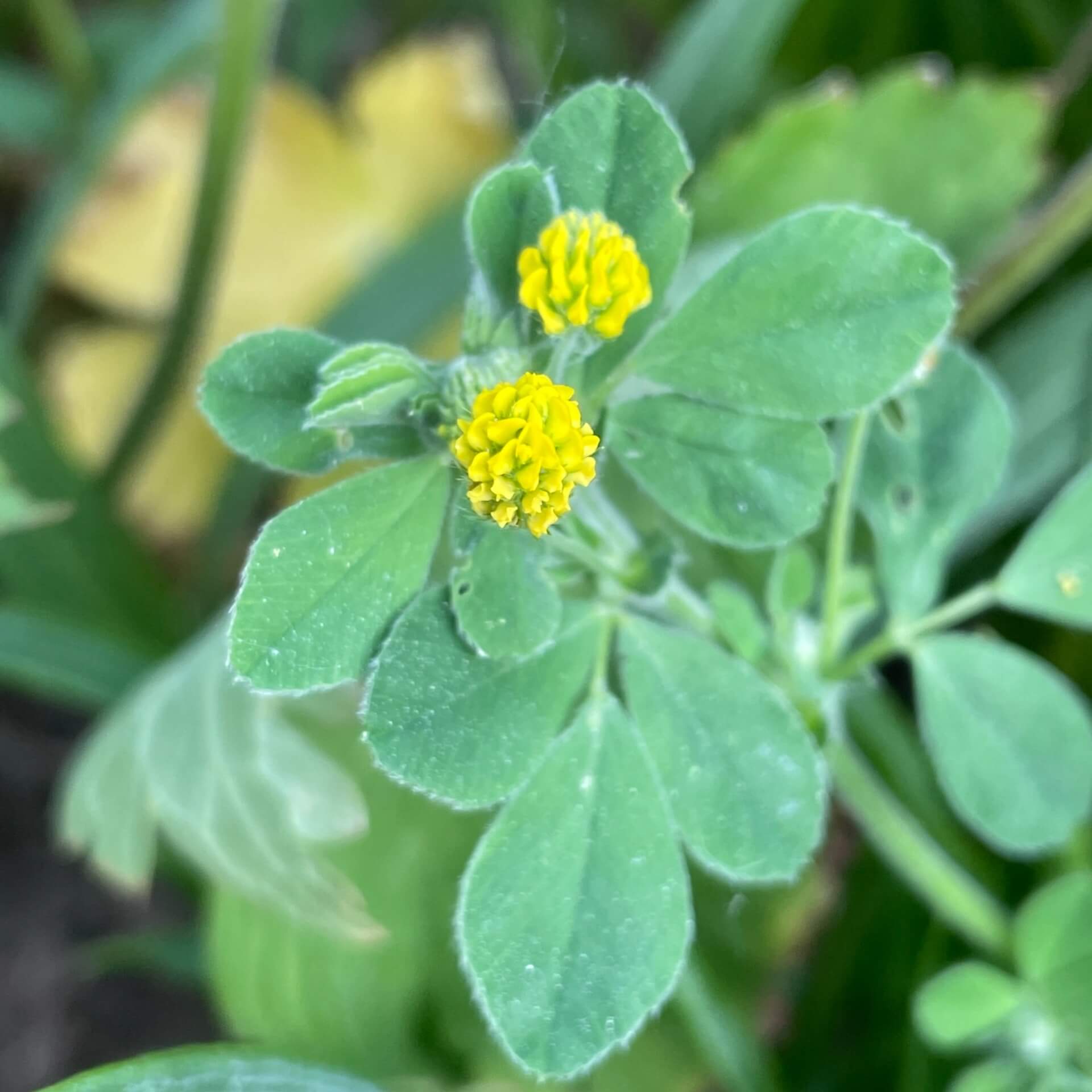 Hopfenklee (Medicago lupulina)