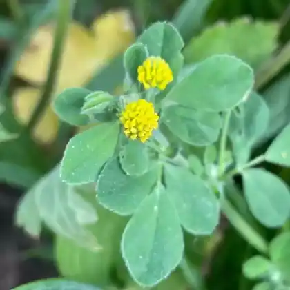 Foto von Hopfenklee (Medicago lupulina)