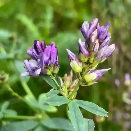 Foto von Luzerne (Medicago sativa)