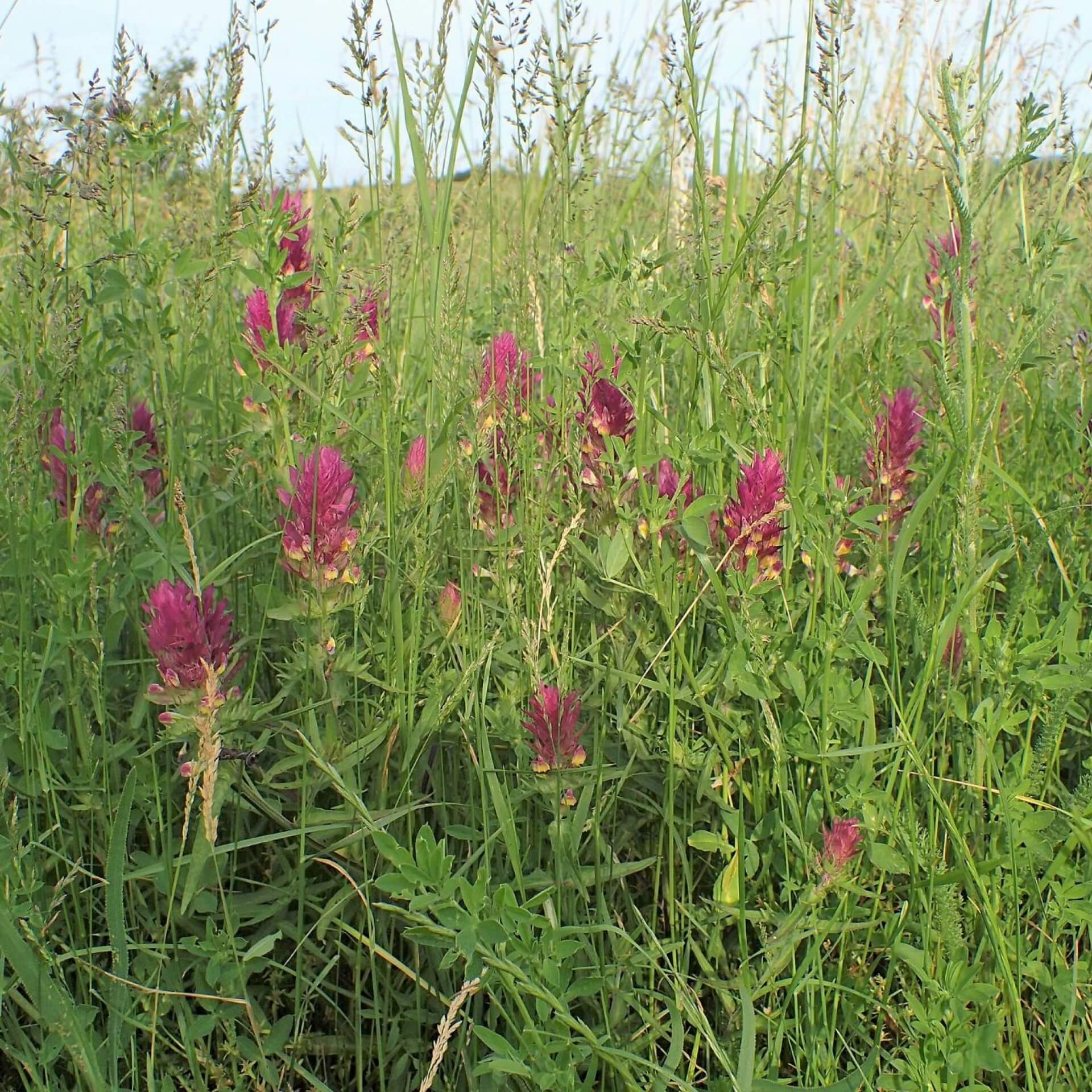 Acker-Wachtelweizen (Melampyrum arvense)