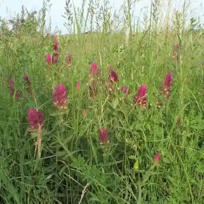 Foto von Acker-Wachtelweizen (Melampyrum arvense)